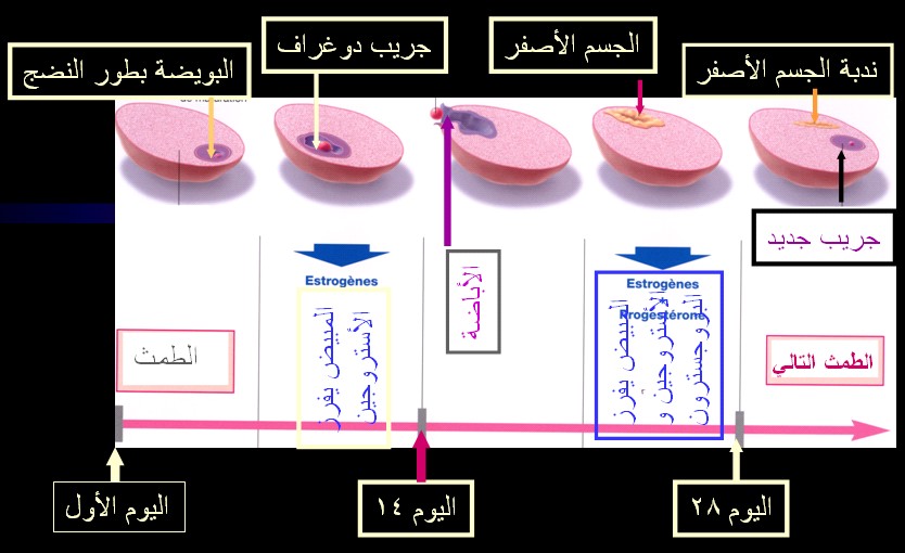 ميعاد التبويض للحمل بولد 20160627 2100