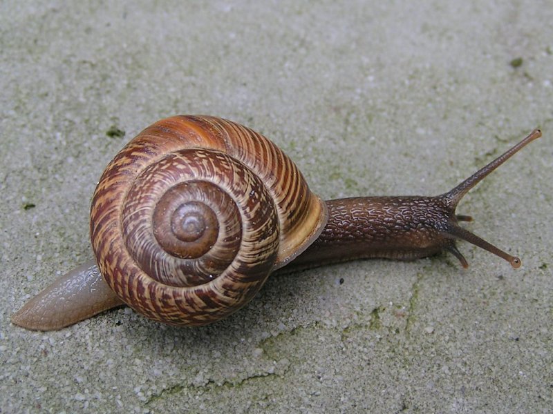 تفسير الحلزون في المنام Mk51007 Junge Weinbergschnecke Auf Nahrungsuche090620 1270