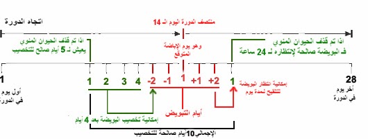 كيفية حساب الدورة الشهرية 20160621 328