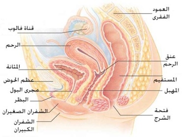 سبب وجود حبوب في المهبل