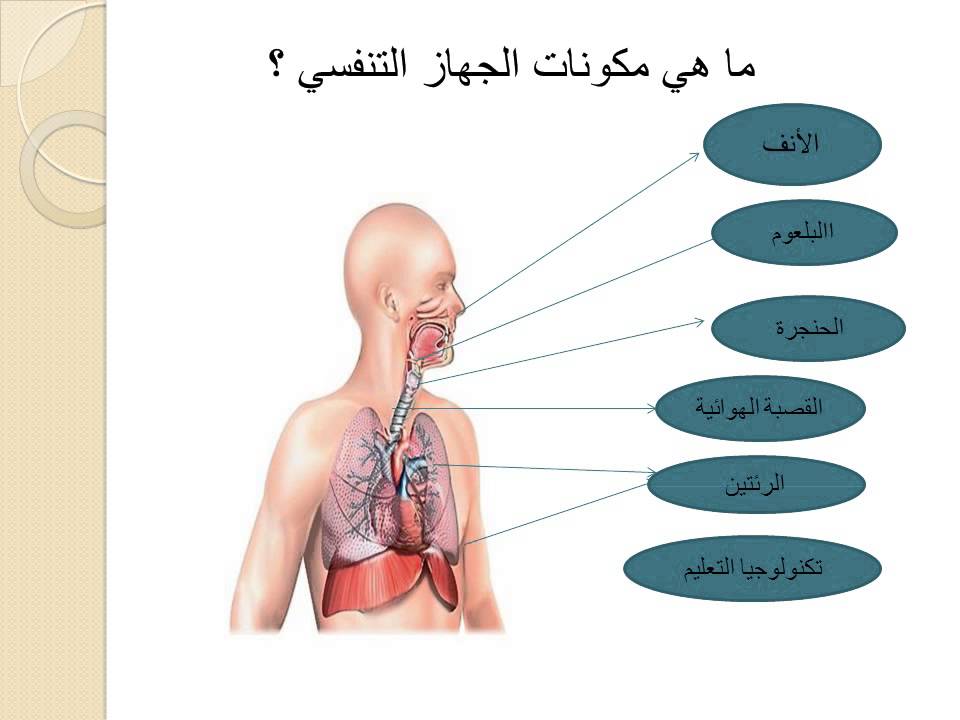 تعاريف مظبوطة - تعريف الجهاز التنفسي للانسان 20160709 127