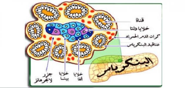 معلومات عن جزر لانجر هانز - ما هي جزر لانجري هانز بالتفصيل الكامل 20160709 426