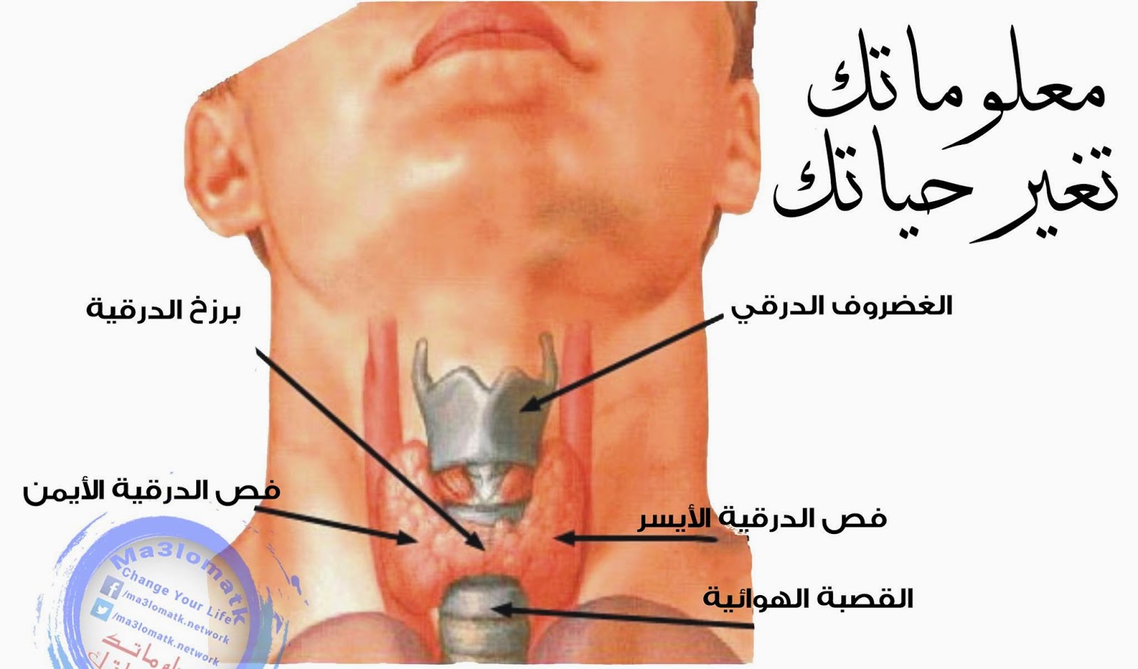 علاج الغدة الدرقية فعال 20160624 1883