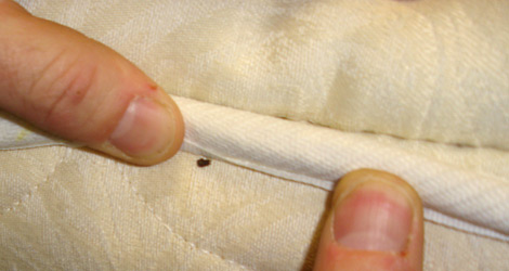 علاج حشرة الكتان مكافحة بق الفراش في المنازل - النعناع وما يفعله في الحشرات المنزلية 470 Bed Bug Found