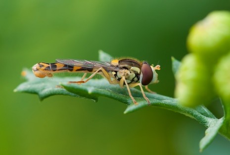 الحلم بحشرات مختلفه - ما معني وتفسير الحشرات في الحلم Insect 212940 640