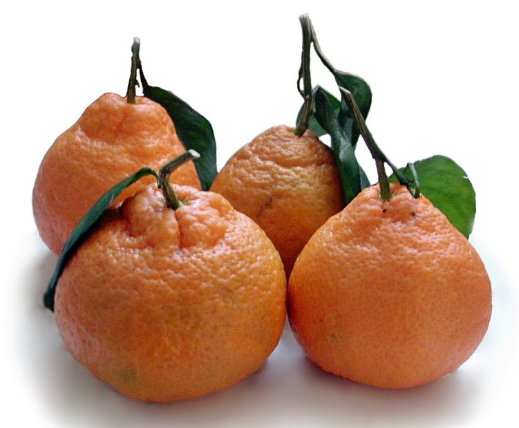 تفسير رؤية اليوسفي في المنام Satsuma Mandarin Cutout