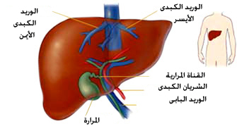 تفسير حلم الكبد في المنام , حلمت بكبد ومحتار ايه تفسيره متحتارش