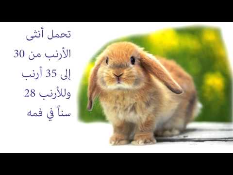 معلومات غريبة عن الحيوانات - معلومات عن الحيوانات استحالة حد يكون عارفها 20160626 126