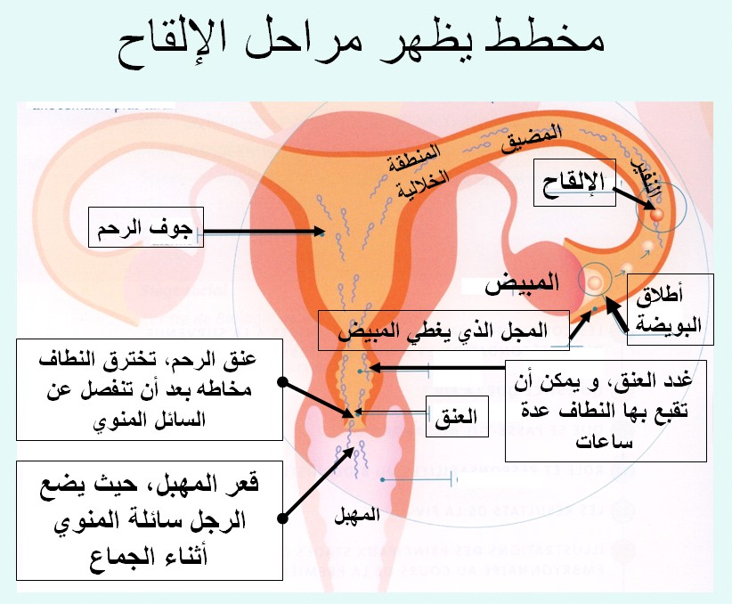 مكان الرحم في جسم المراة 20160708 1818