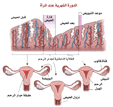 سبب عدم نزول الدورة - سبب هيدهشك عن عدم نزول الحيض 20160708 57