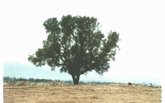 ما هي شجرة اليهود - كل ما تحب ان تعرفه عن شجرة اليهود Tree