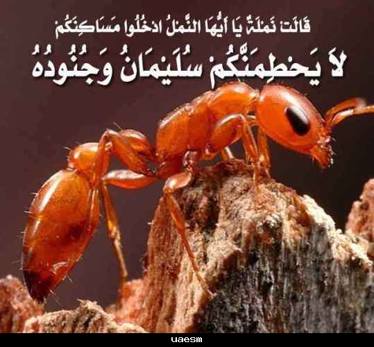 الاعجاز العلمي في النمل - معجزة الهيه عظيمه ذكرت في القران 🐜🐜 20160720 1690