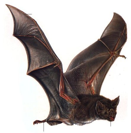 معلومات عن الخفاش واشكاله بالصور - مصاص الدماء ينتشر في كل مناطق الامريكتين Vampire Bat World Book