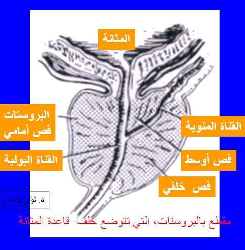 شرح كامل للطبيب - طبيب نساء وعقم و جهاز تناسل 20160626 169