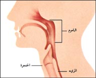 عدد الحبال الصوتية عند الانسان 20160715 478