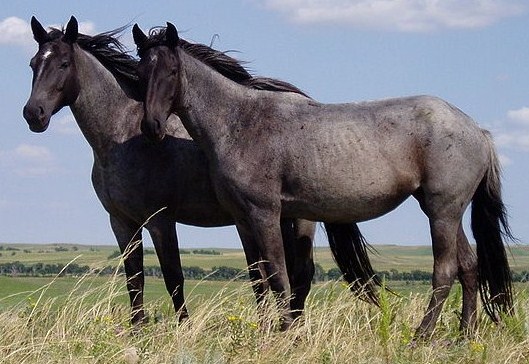 معلومات جديده عن الحصان - الحصان العربي وانواع ومعلومات نادرة له Nokota Horses Cropped