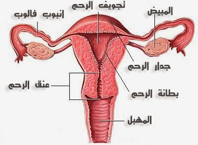 كيفية تنظيف الرحم بعد الدورة الشهرية 20160717 1372