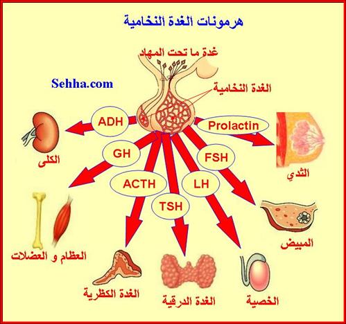 اعراض الغدد الصماء وطرق علاجها- احذر الاصابة بهذا المرض الخطير 20160628 811