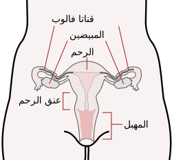 قناه فالوب لدى المراه - الدورة الحيايتة للنساء والرحم بتفاصيله 250Px Scheme Female Reproductive System Ar-Svg