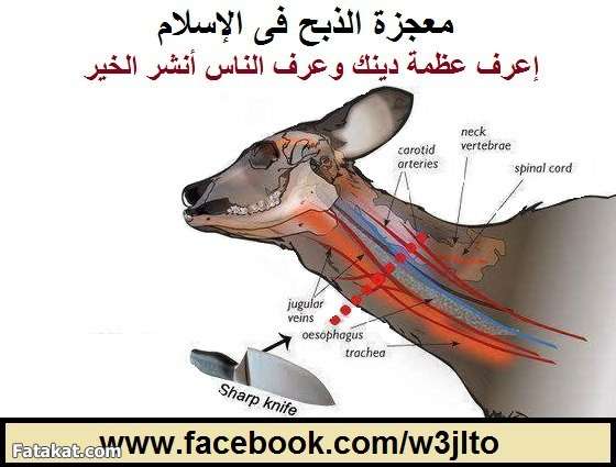 افضل طريقة الذبح الاسلامي 20160712 714