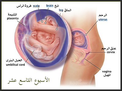 حركة الجنين في الاسبوع الثامن عشر 20160621 11