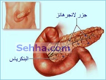 معلومات عن جزر لانجر هانز - ما هي جزر لانجري هانز بالتفصيل الكامل 20160709 425