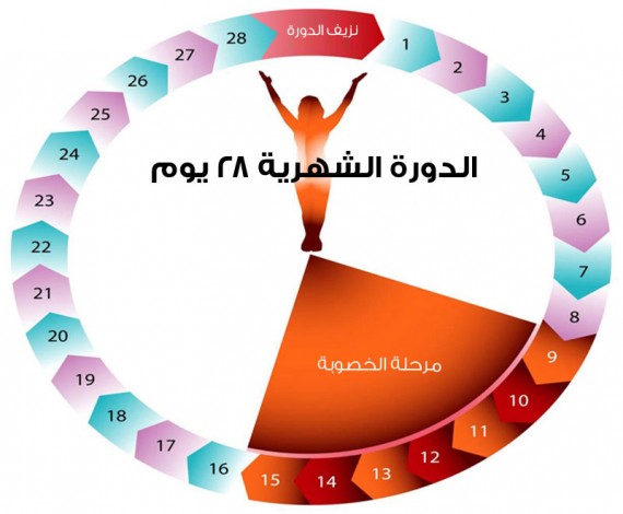 كيفيه حساب فترة التبويض - ازاى تحسبي لفترة التبويض بعد الدورة مباشرتا 20160628 250