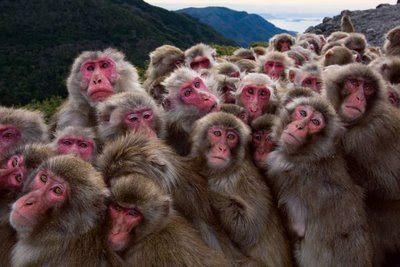 اروع صور القرود المضحكة Salary Day Group Of Monkeys