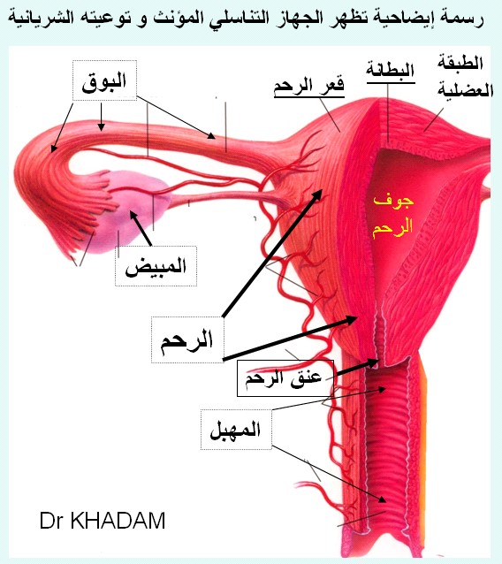 مكان الرحم في جسم المراة 20160708 1819