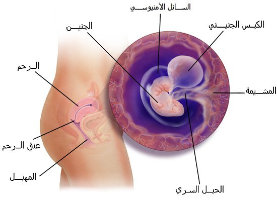 شكل الجنين في الشهر الاول 20160711 1814