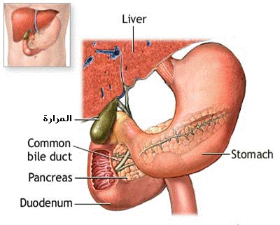 حصي المرارة من الاخر علاجه - اعراض وعلاج الحصى في المرارة 20160701 69