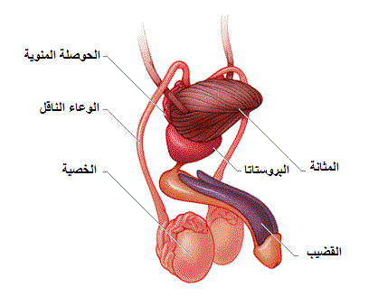 الحفاظ على الجهاز التناسلي - اسرار لافضل عنايه صحيه 20160718 98