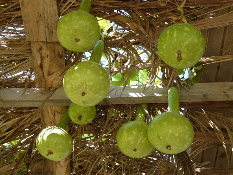 تفسير اليقطين في المنام 20160715 2512