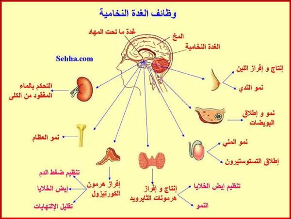 علاج الغدة النخامية بالاعشاب جابر القحطاني 20160713 3379