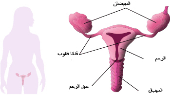 ماهو سبب نزول قطع دم مع الدوره Menarche Womahgenitalsystem