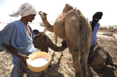 اغرب فوائد بول الابل , هذا العلاج موروث وليس اختراع ستفاجئ ماذا يفعل