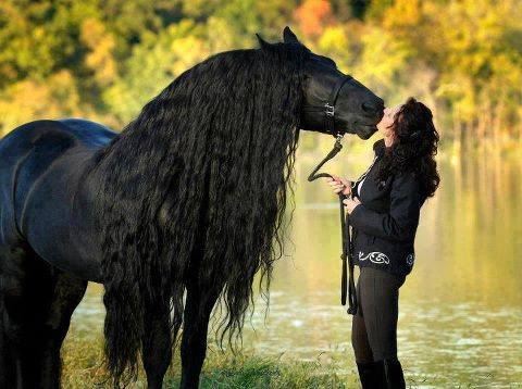 مجلة الفروسية لعشاق الخيل , صور لاجمال مشاركات من عشاق الخيول