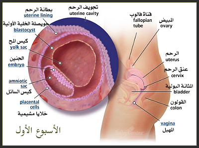 الافرازات المهبلية في اشهر الحمل الاولى 01