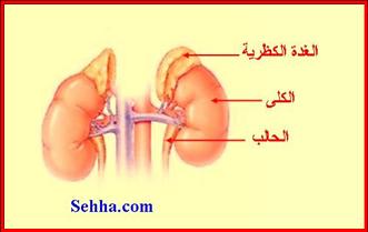 اعراض الغدد الصماء وطرق علاجها- احذر الاصابة بهذا المرض الخطير Addison02