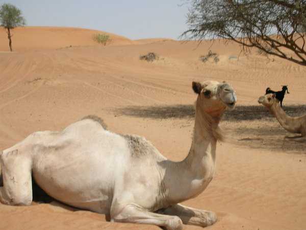 الطريقة الشرعية نحر الابل يوتيوب