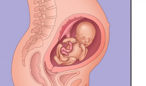 وضعية الجنين في الشهر الثامن بالصور