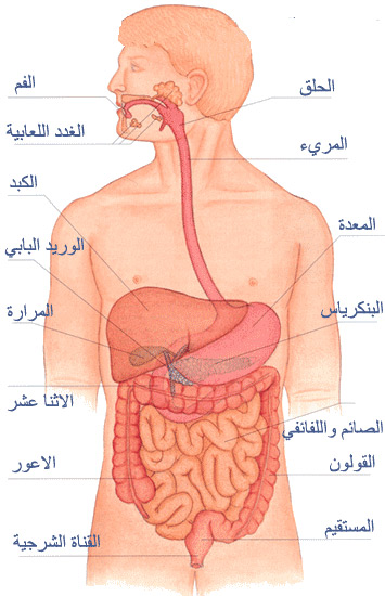 صورة الجهاز الهضمي عند الانسان 20160710 1110