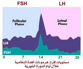 معلومات عن تحليل هرمون Lh - معلومات تهم كل رجل متزوج 20160714 66