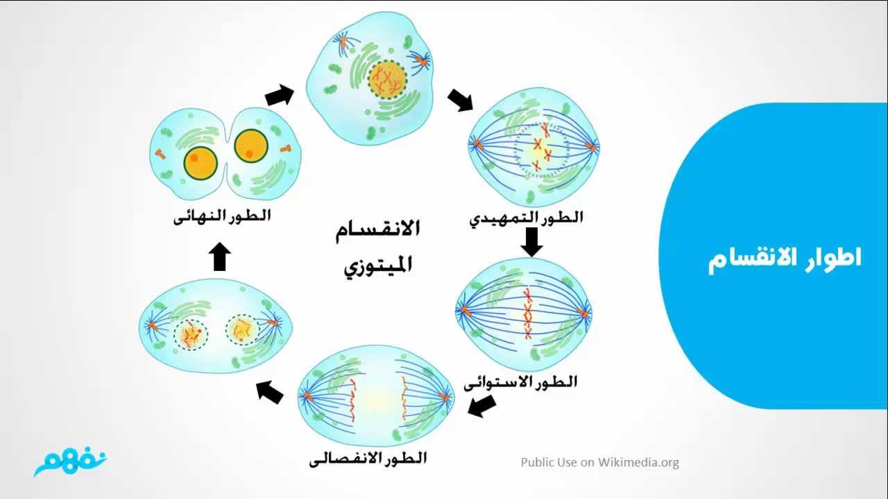 مراحل الانقسام الميوزي في الجسم - كل تفصيله عن الانقسام الميوزي 20160701 1671