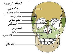 عرفت عدد عظام الجسم اللي مكنتش اعرفها - عدد عظام جسم الانسان 20160702 1715