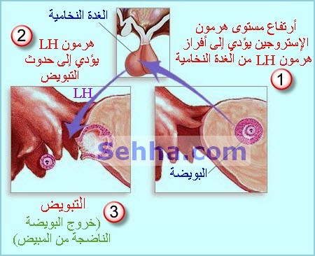 معلومات عن تحليل هرمون lh , معلومات تهم كل رجل متزوج