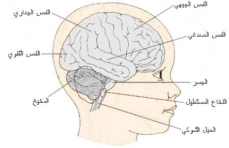 اسباب الدوخه والعلاج مفيدة للجسم - أنواع الدوار وأسبابه وطرق العلاج 20160728 98