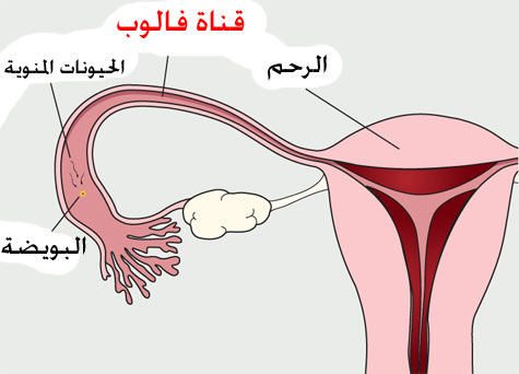 قناه فالوب لدى المراه - الدورة الحيايتة للنساء والرحم بتفاصيله 20160630 736