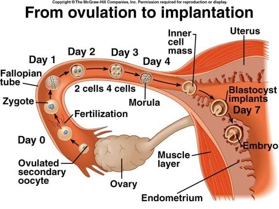 المعاد المظبوط لانغراس البويضة في الرحم - انغراس البويضة في الرحم Implantation