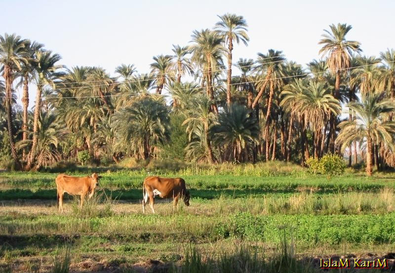 صور عن الريف المصري 9288 01230941883